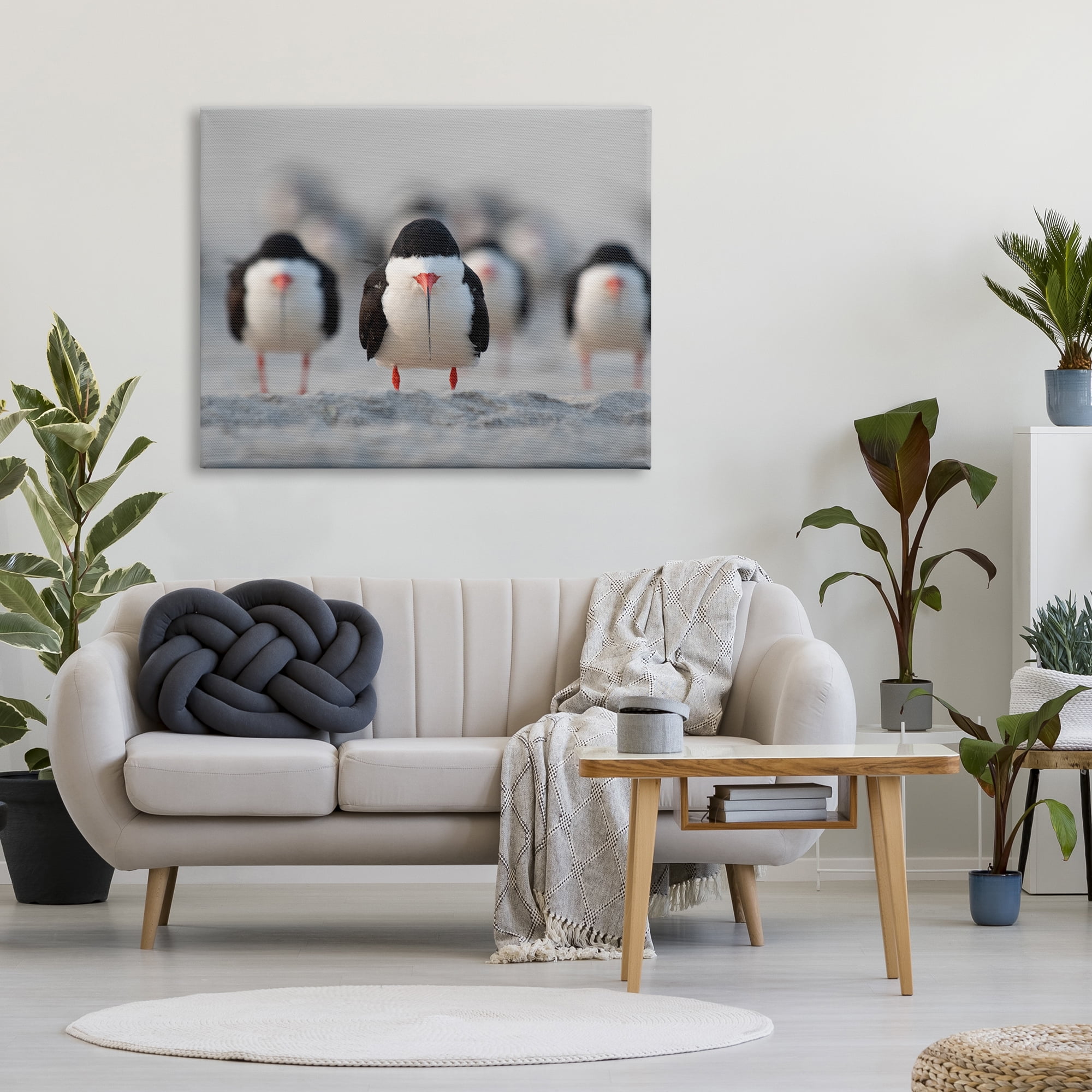 Stupell Industries Black Skimmer Gang Animals & Insects Photography Gallery Wrapped Canvas Art Print Wall Art, 48 x 36