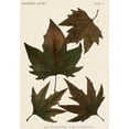 thumbnail image 2 of Vision Studio 14x18 White Modern Wood Framed Museum Art Print Titled - Autumnal Leaves IV, 2 of 4
