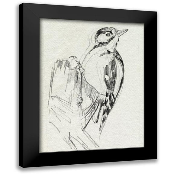 Parker, Jennifer Paxton 12x14 Black Modern Framed Museum Art Print Titled - Woodpecker Sketch II