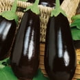 thumbnail image 1 of Eclipse F1 Hybrid Eggplant Seeds - 2 g Packet ~460 Seeds - Non-GMO, F1 Hybrid - Vegetable Garden - Solanum melongena, 1 of 1