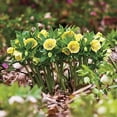 thumbnail image 3 of 3 Live Hellebore Plants - Mixed Lenten Rose / Hellebore in 2 Inch Pots - Perennial, Winter-Blooming - Great for Cut Flowers - Helleborus x hybridis, 3 of 6