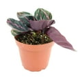 thumbnail image 5 of Calathea Dottie Prayer Plant (4" Minimalist Pot) - Colorful Foliage Houseplant for Home Office Decoration - Live, Healthy, Easy to Care Plant for Beginners, 5 of 7