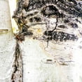 thumbnail image 2 of Tenoever, William 26x26 White Modern Wood Framed Museum Art Print Titled - Aspens In The Fall 4, 2 of 4