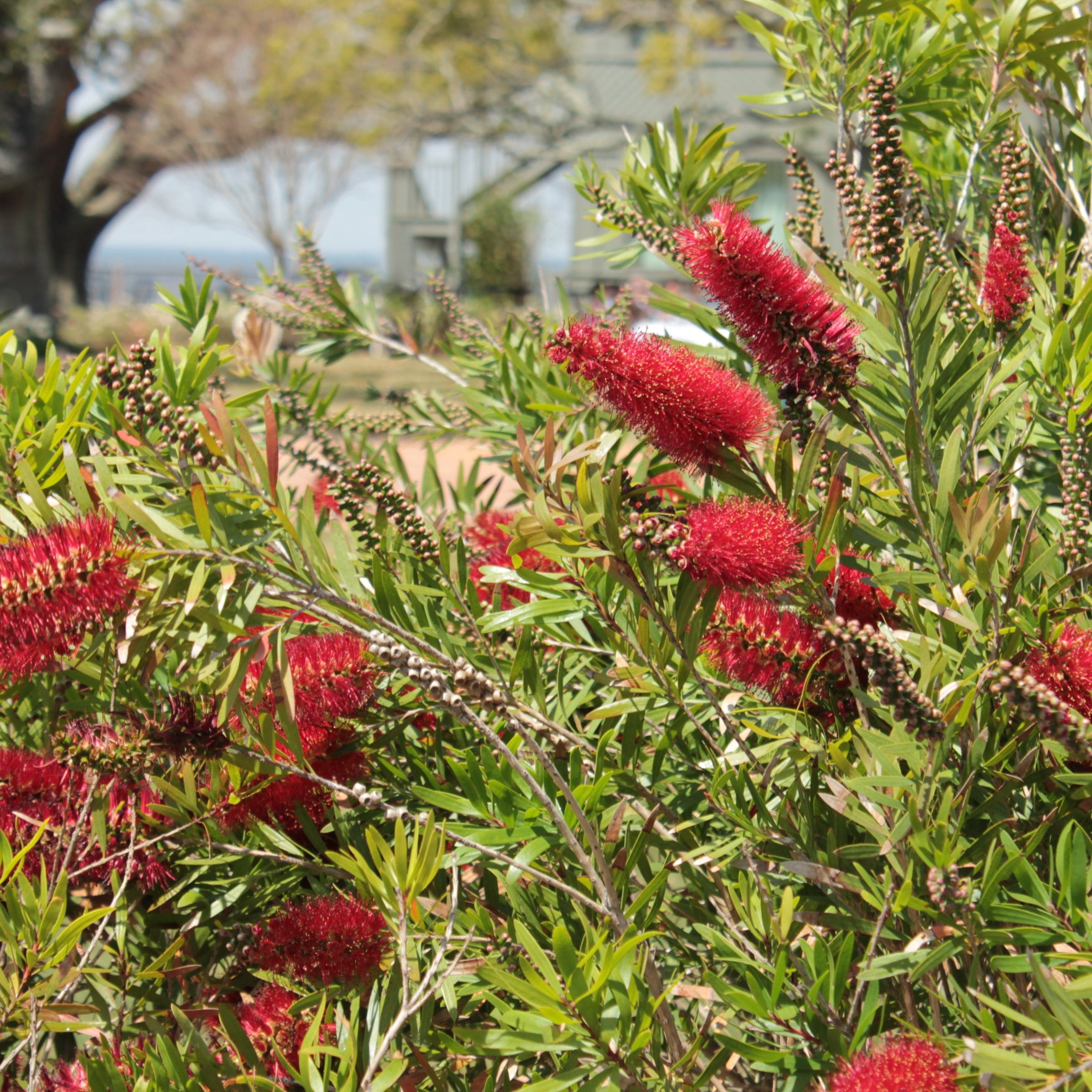 National Plant Network 1 gal Bottlebrush Shrub with Red Flowers