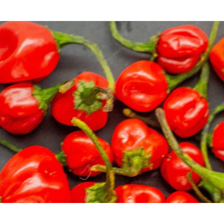 パンツ BRAPPERE & RED PEPPER Hot Red Cherry Pepper Seeds/Perennial/ Full Sun/ 1250 Seeds