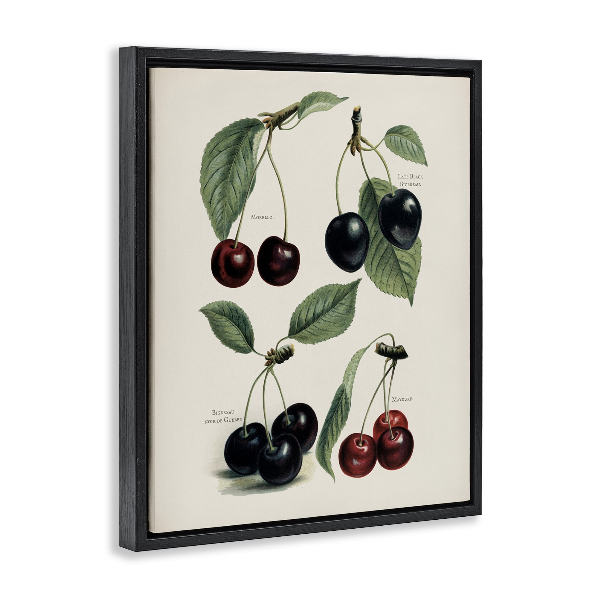 Natural Detailed Cherry Studies Black Framed Floater Canvas Wall Art, design by Lettered and Lined