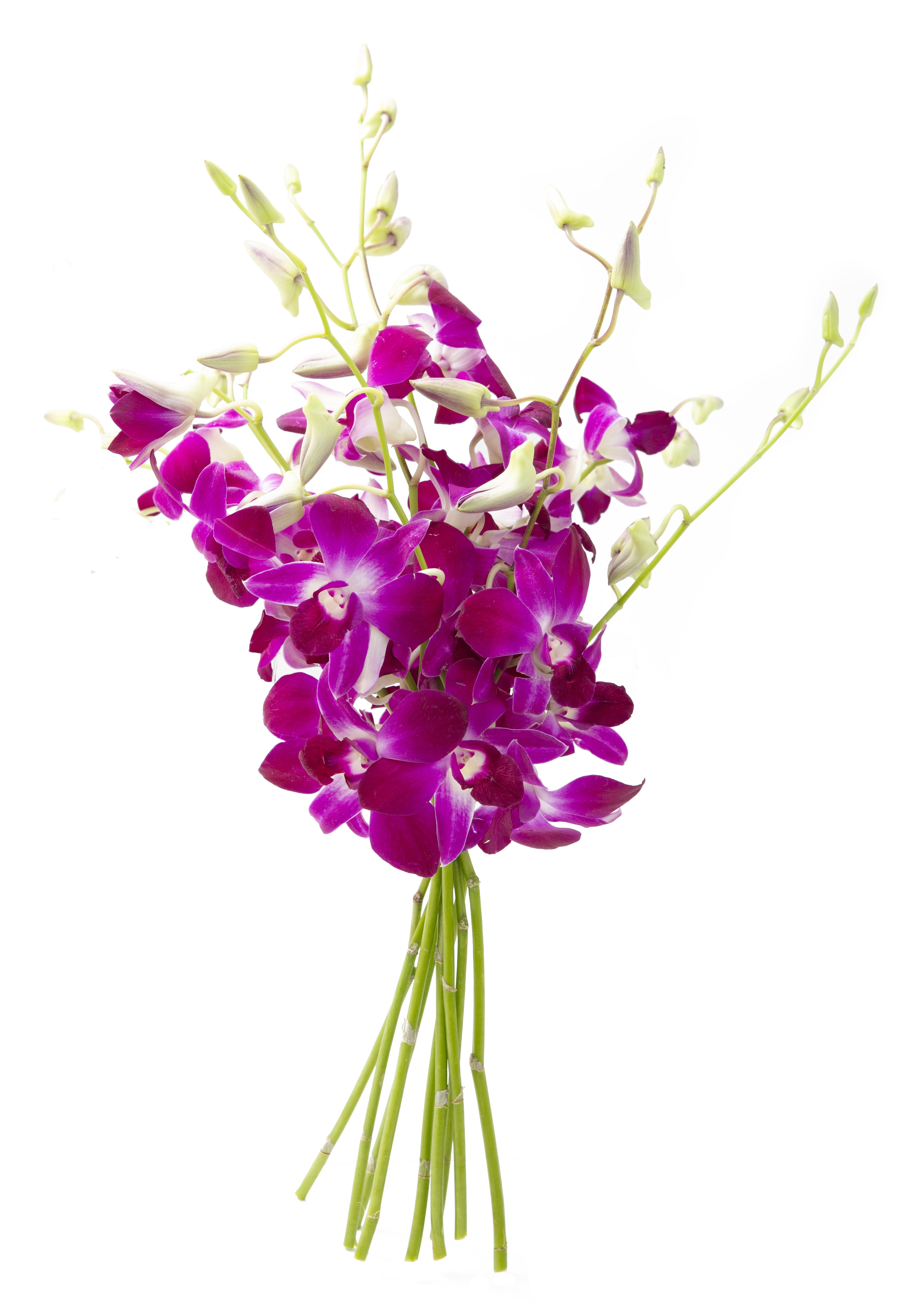 KaBloom Bouquet of 10 Purple Dendrobium Orchids Fresh Flowers for