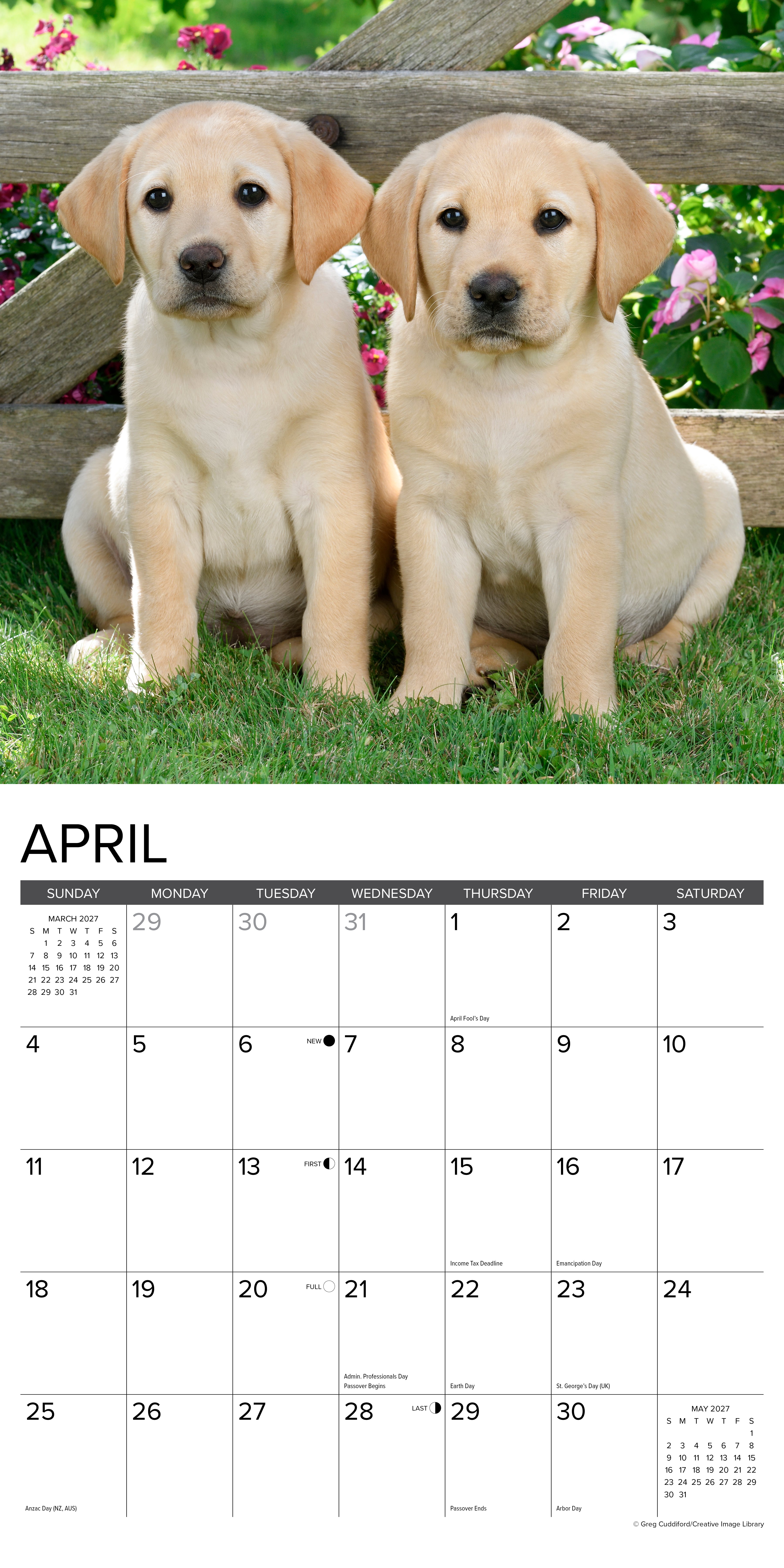 Willow Creek Press, Yellow Lab Puppies 2027 Wall Calendar