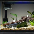 thumbnail image 3 of Miniature Figurines Frog Shaped Glow In The Dark Resin Frogs For Fish Tank Decor 4Pcs, 3 of 4