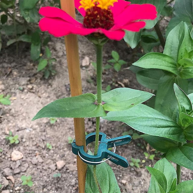 Clips para plantas para estacas de tomates, rosas, pepinos y otras plantas trepadoras: muy fáciles de usar para plantas (50 grandes)
