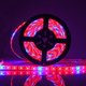 thumbnail image 2 of Impermeable 5050 Flexible Led Grow Strip Light Rojo Y Azul 5: 1 Acuario Invernadero Planta Hidropónica Creciente Cinta Lámpara 60Led / M 1M / 2M / 3M / 4M / 5M Kearding HA024176-00, 2 of 5