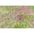 thumbnail image 3 of Mahan, Kathy 18x13 Black Modern Framed Museum Art Print Titled - Foxtail Barley II, 3 of 5