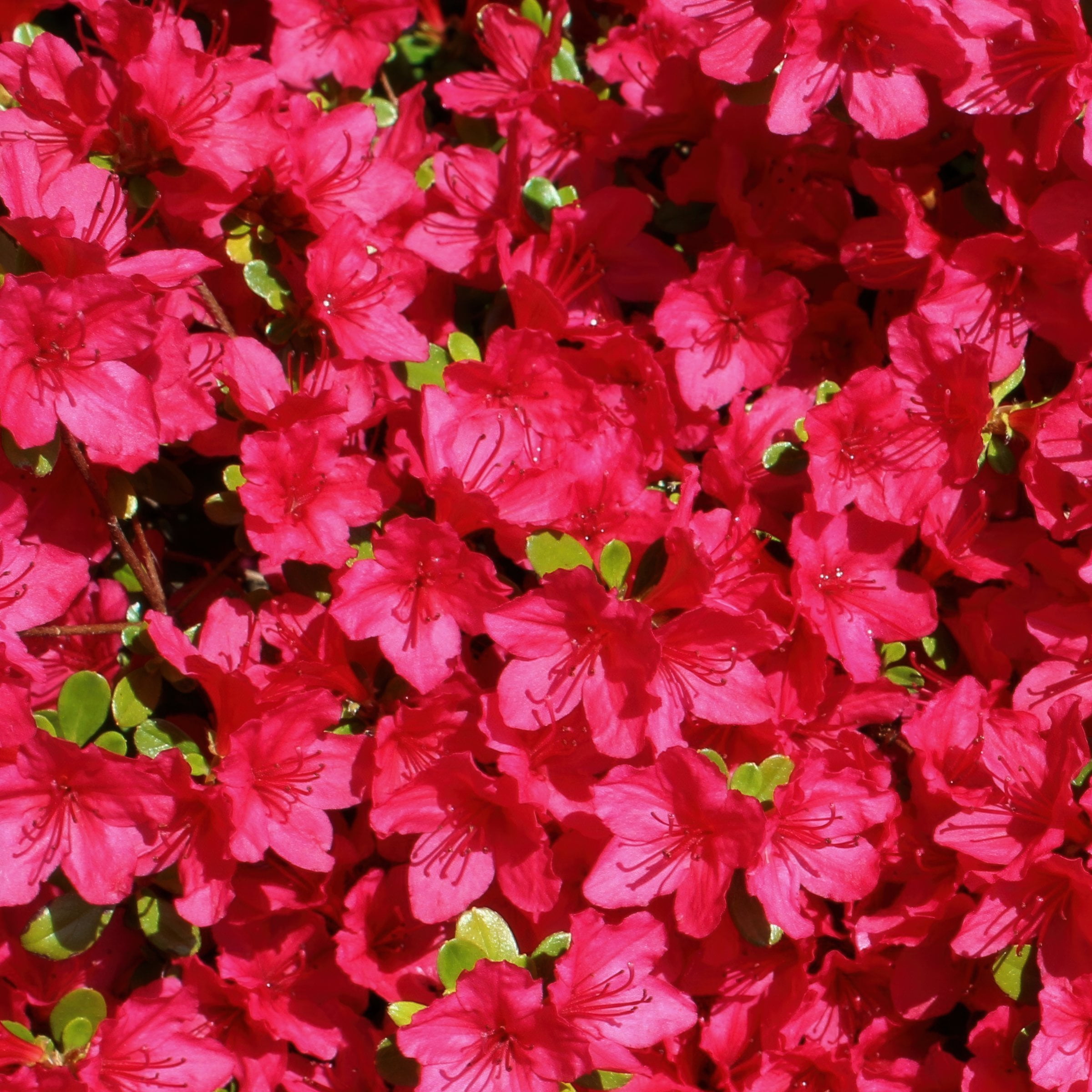 3 gal Azalea Massasoit Live Shrub Condition with Partial Sun Shade