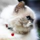 thumbnail image 5 of Collar para Gatos Mr. Pets, Reflectante, Ajustable rojo Unitalla, 5 of 5