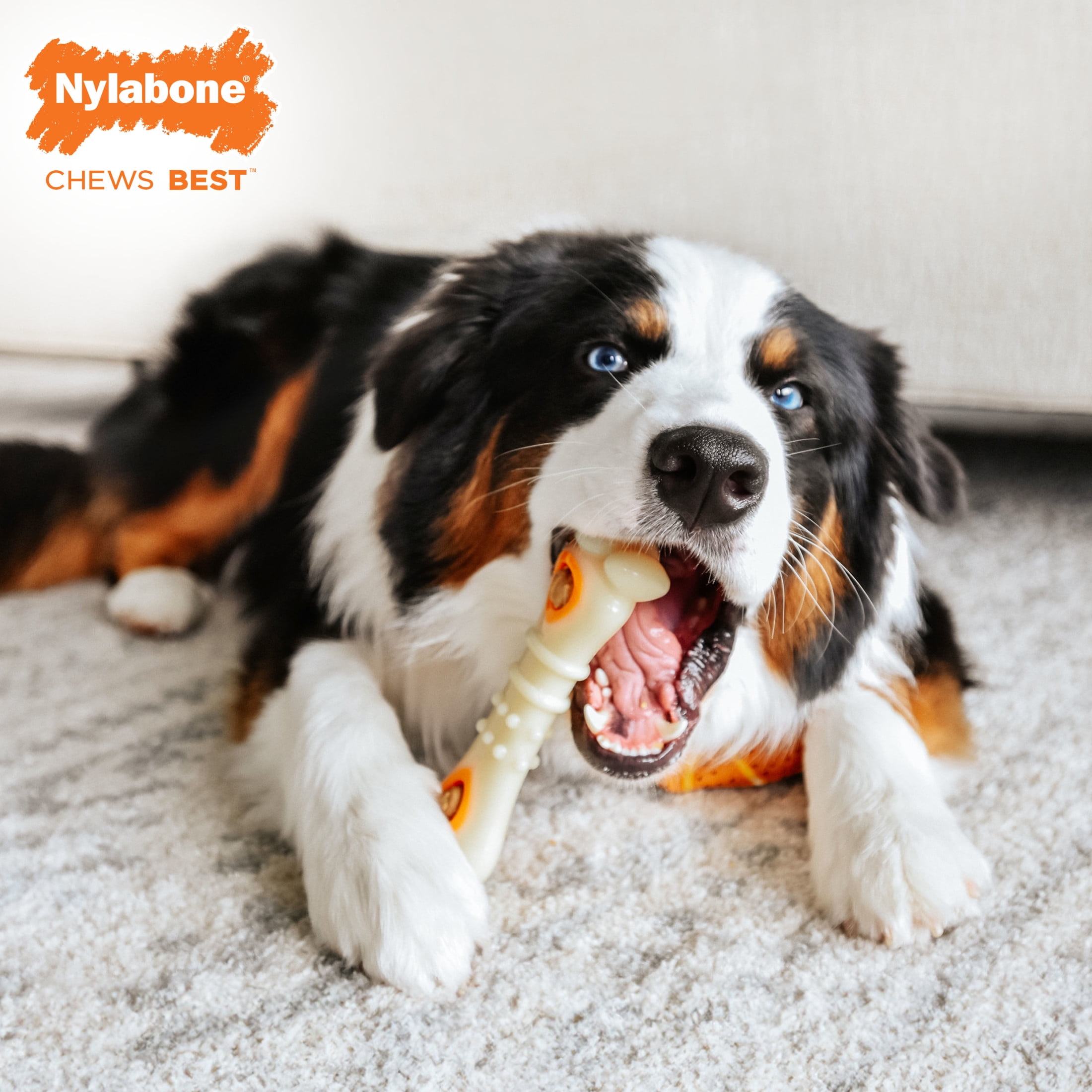 Nylabone Power Chew Knuckle Bone Pop-In Dog Treat Toy with 30 Dog Treats, Dog Toy, Chicken Flavor, Large