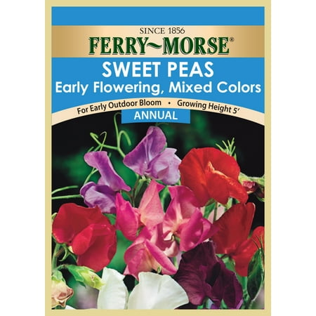 Annual seed SWEET PEA-EARLY FLOWERING, MIXED COLORS