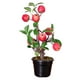 thumbnail image 2 of de árboles les Artificiales Plantas en manzana Gloria Árbol frutal falso, 2 of 8