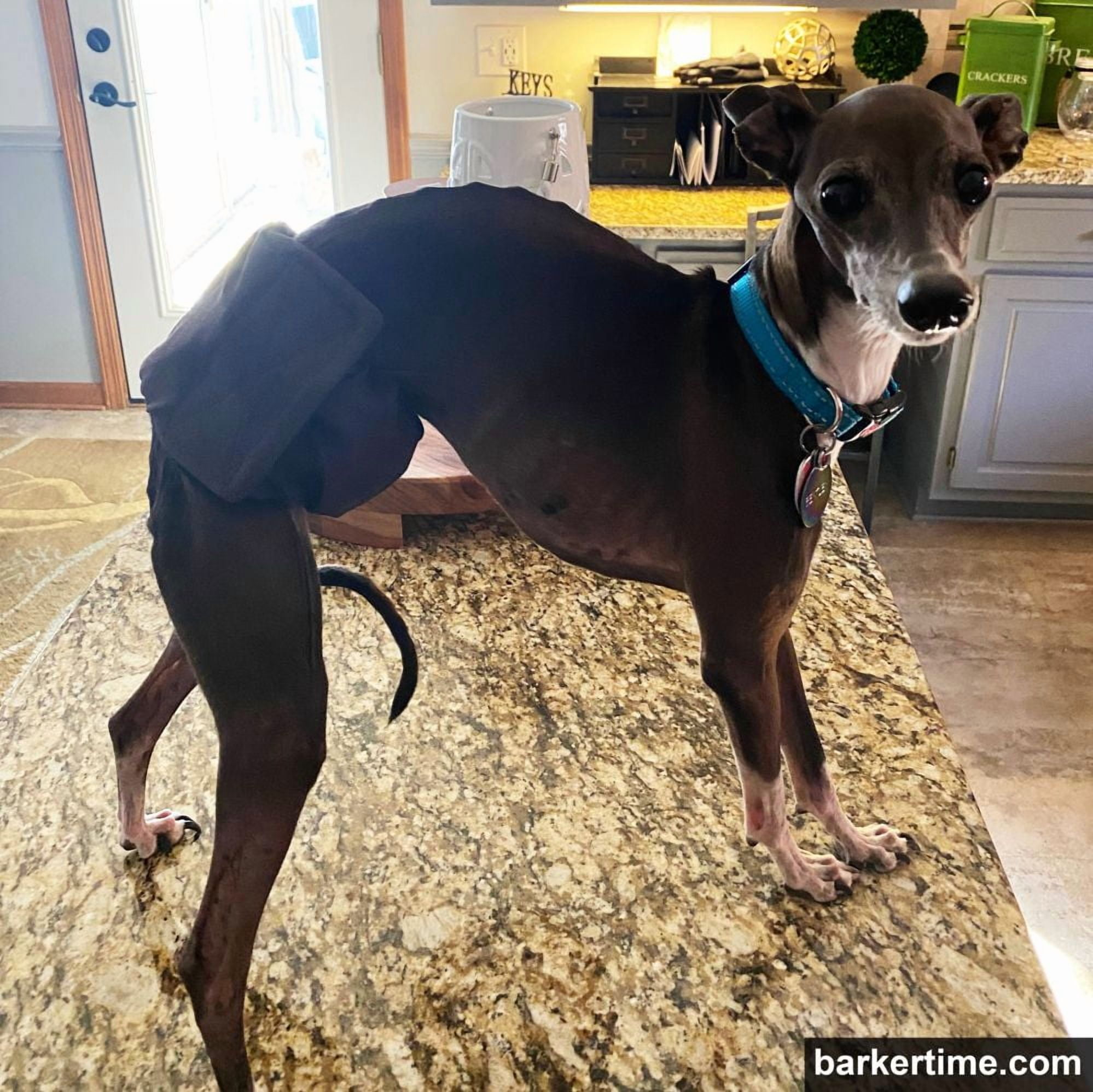 Barkertime Midnight Mystique Dog Belly Band Male Wrap