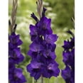 thumbnail image 1 of Tasc Flower Bulbs –Large Flowering Gladiolus ‘Purple Flora’, 1 of 2