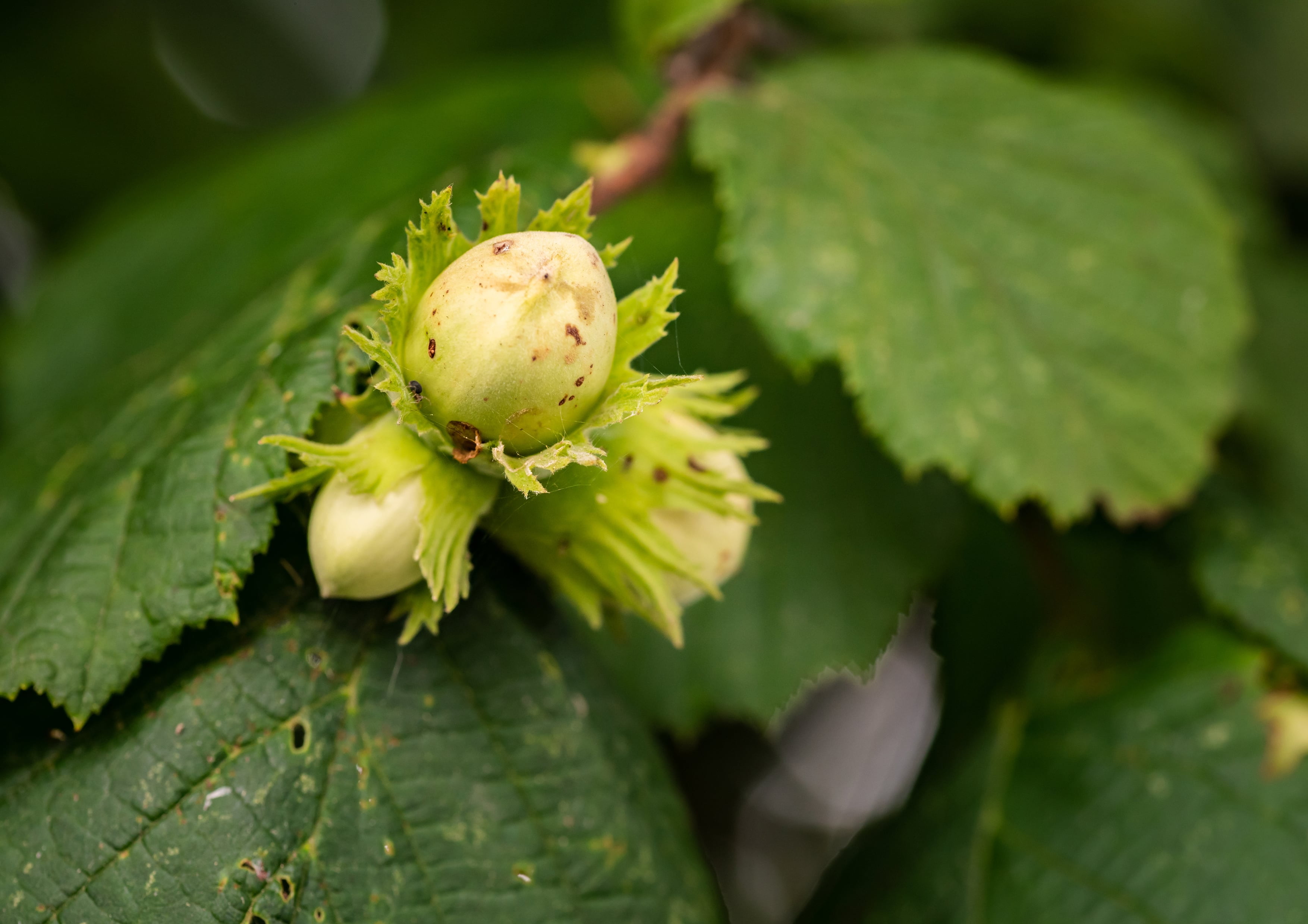 Dry Roasted Blanched Hazelnuts, 2 Pounds — Vegan — by Food to Live