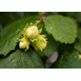 thumbnail image 7 of Dry Roasted Blanched Hazelnuts, 1 Pound — Vegan — by Food to Live, 7 of 7