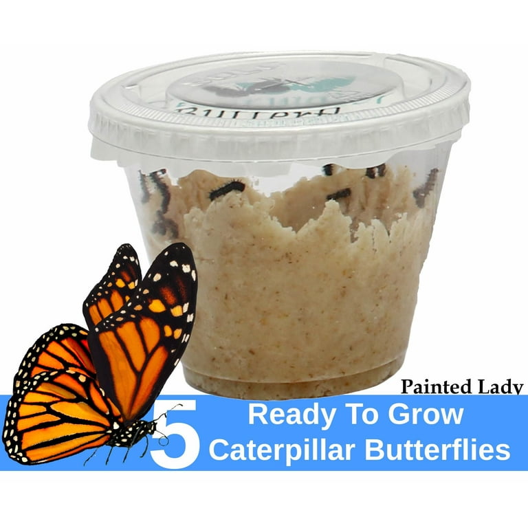 Butterfly Nectar Kit