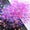 Colorful purple, variant on Giaone Holographics Glitter Fine Glitter NonToxic Great for Arts, Crafts, Epoxy