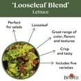 thumbnail image 5 of Burpee Looseleaf Blend Lettuce Seeds - Non-GMO, Container-Friendly, Vegetable Gardening Seeds, 680mg, 1-Pack, 5 of 6