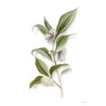 thumbnail image 2 of House Fenway 15x18 Black Ornate Wood Framed with Double Matting Museum Art Print Titled - White Blossom Botanical, 2 of 4
