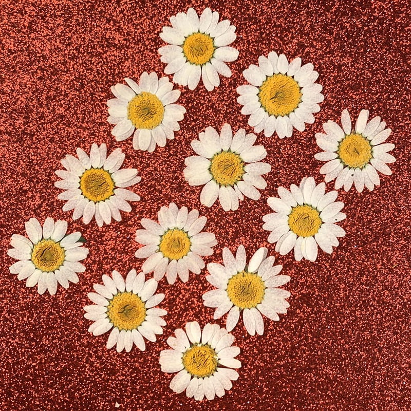 Pressed Flower Resin Crafts DIY Art Jewelry Making ~ 12pcs Dried Daisy Flowers 