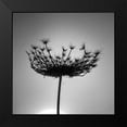 thumbnail image 2 of Frank, Assaf 12x12 Black Modern Framed Museum Art Print Titled - Sillouette of a bishops weed, 2 of 5
