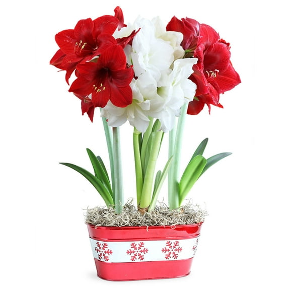 Candy Cane Bulb Gift