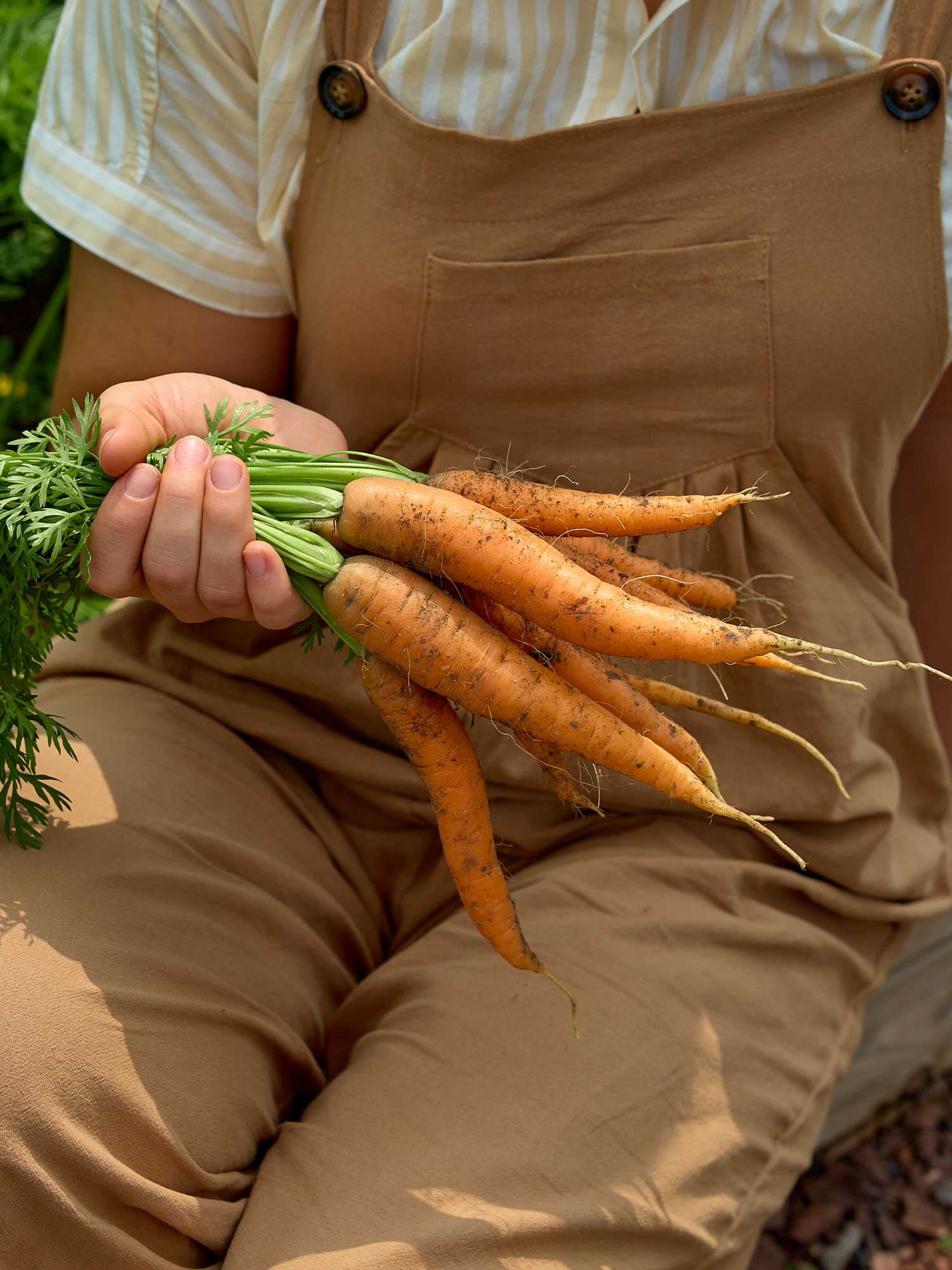 Burpee Nantes Half Long Carrot Seed, Heirloom Annual Vegetable, Full Sun