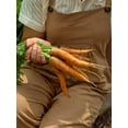thumbnail image 3 of Burpee Nantes Half Long Carrot Seed, Heirloom Annual Vegetable, Full Sun, 3 of 5