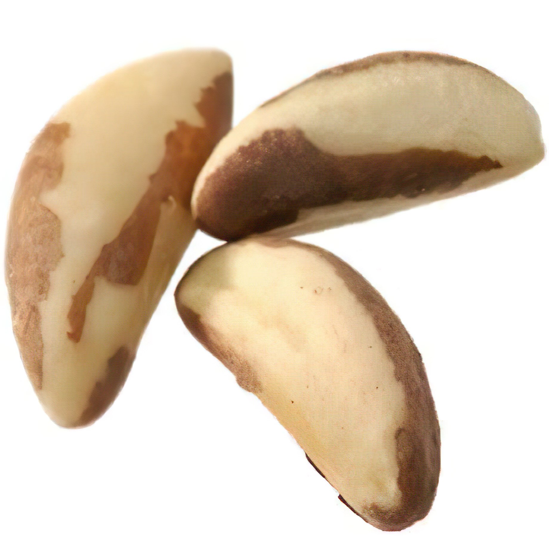 Bulk Brazil Nuts 25 Pound Wholesale Box