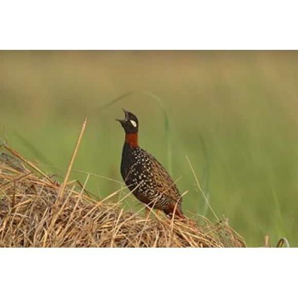 Black Partridge bird, Corbett NP, Uttaranchal, India Poster Print by Jagdeep Rajput (36 x 24)