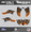 Orange, variant on Kalair GFX Graphics Kit for Honda ATV TRX 400EX (2008-2016) Revolt Series
