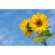 Black Duck Brand 100 Valley Green Flower Seeds