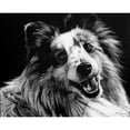 thumbnail image 3 of Chapman, Julie T. 24x20 Black Modern Framed Museum Art Print Titled - Canine Scratchboard XXVI, 3 of 5