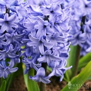 Delft Blue Hyacinth Jumbo Pack