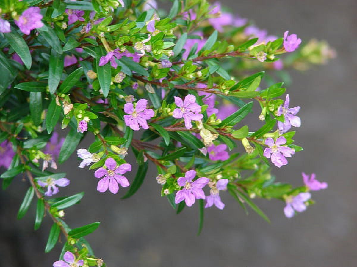 Better Homes & Gardens 1QT Mexican Heather Purple Annual Live Plant