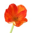 thumbnail image 4 of 10 piezas artificiale decoración , decoración DIY naranja Gloria Decoración de mesa de oficina en casa, 4 of 6