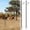 Black 4-Section 2-Pack, variant on 3-Section Trail Camera Stakes, 1-Pack Universal Lightweight 3-in-1 Mount for Outdoor Use
