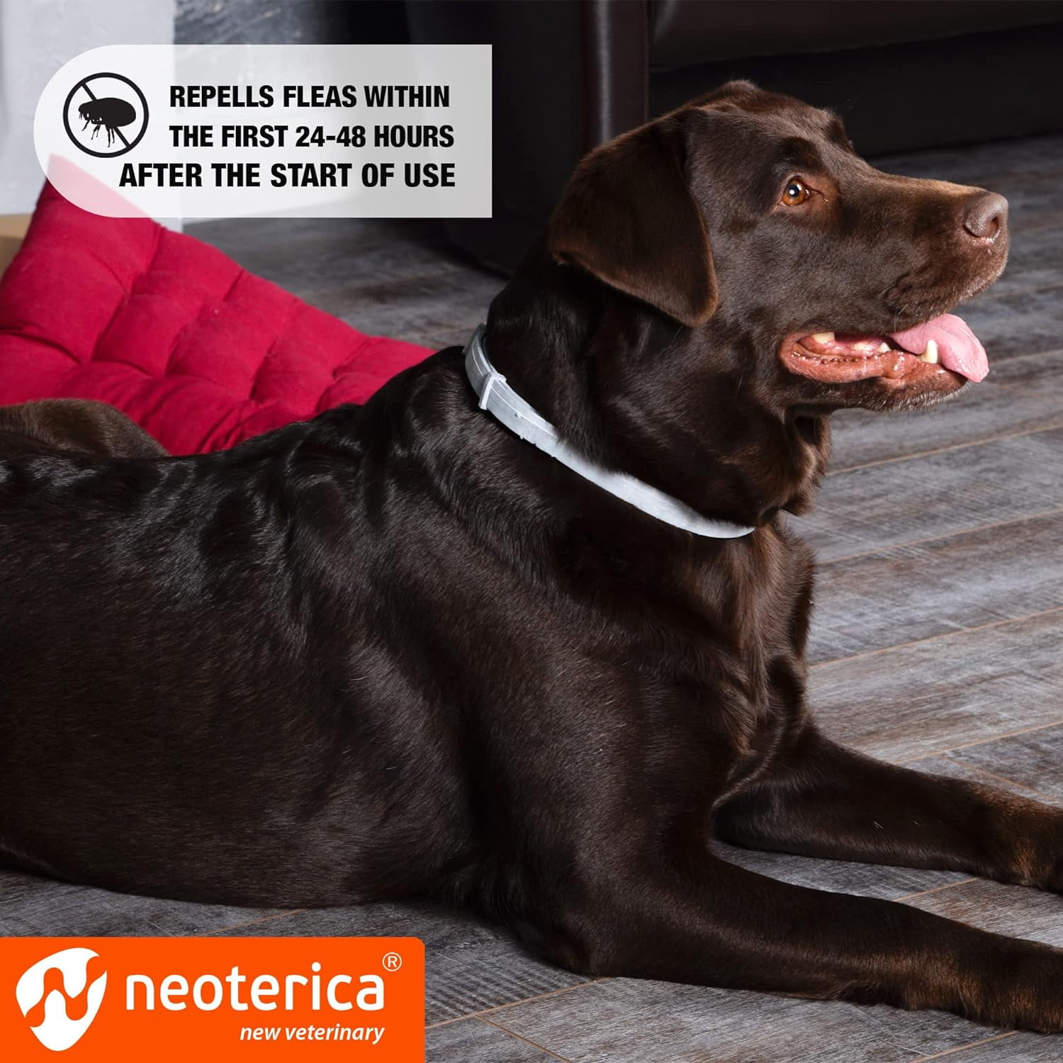 Rolf club top flea collar