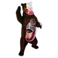 thumbnail image 1 of Modelo de Anatomía del Oso Animal 4D Vision, 36 Piezas, Órgano de Biología Animal Desmontable, Suministros Anatómicos para el Aula, Enseñanza, 1 of 5