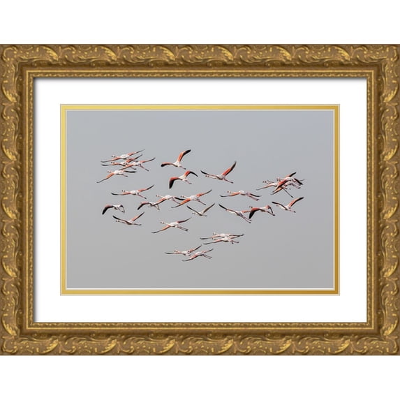 Rublina, Natalia 14x11 Gold Ornate Wood Framed with Double Matting Museum Art Print Titled - Greater Flamingos in flight