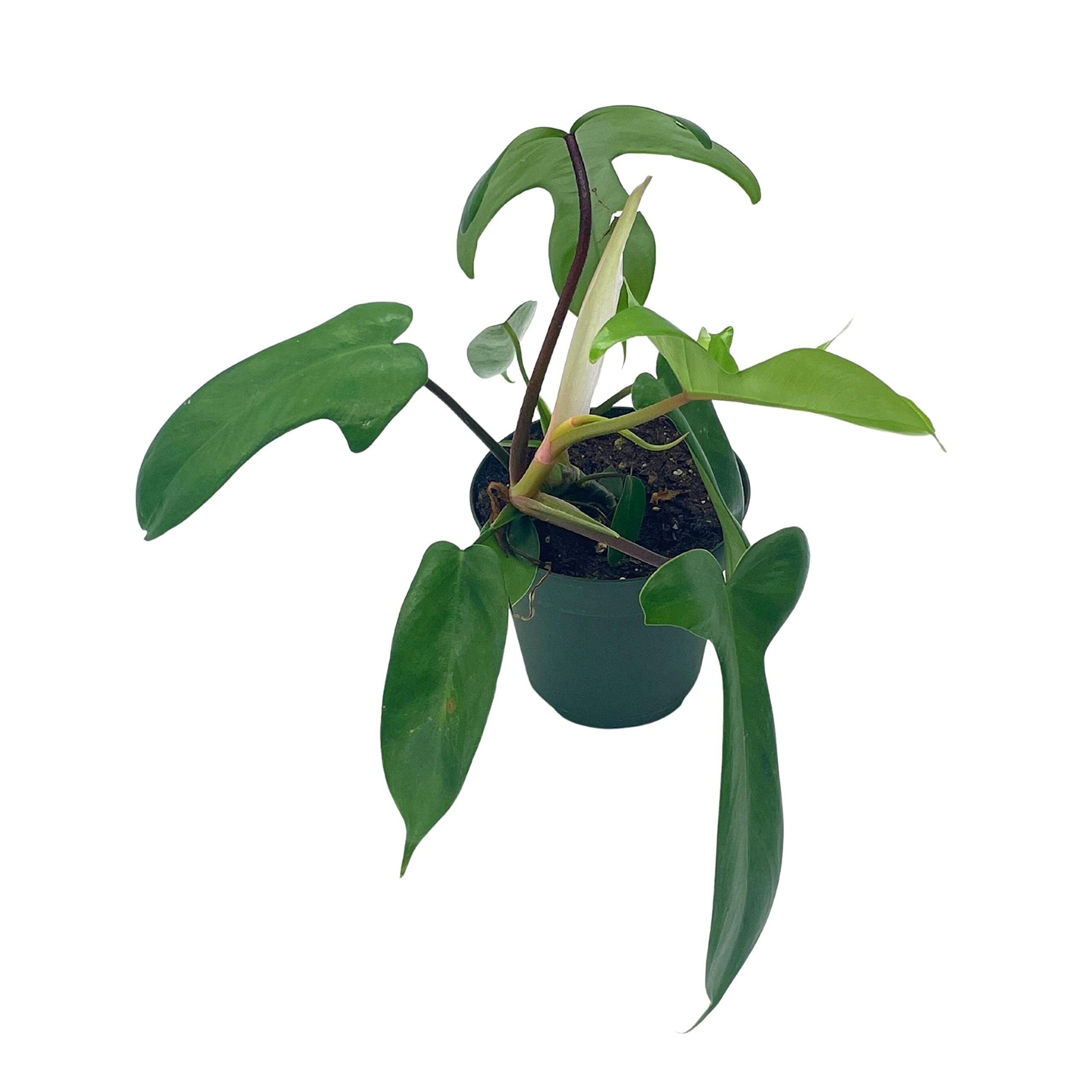 planter un clou 25 façons de planter un clou