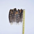 thumbnail image 1 of 10pcs/lot Real Natural Eagle Feathers For Decoration Crafts Turkey Pheasant Bird Owl Feather Decor Plumes Accessories Carnival, 1 of 5