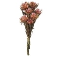 thumbnail image 6 of Vickerman 8-20" Erica Pink Plumosum Bundle, 13 flower heads per bundle, Preserved, 6 of 7