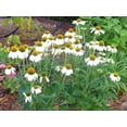 thumbnail image 2 of 50 WHITE CONEFLOWER Echinacea Purpurea Flower Seeds, 2 of 3